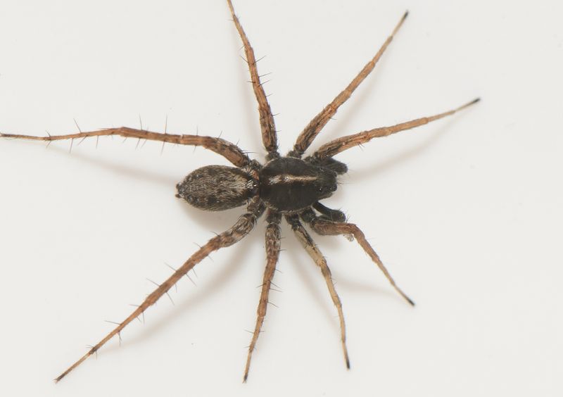 Karums alvar land 8.6-23 adult male