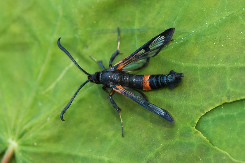 Norra signalen Vstmanland 21.5-23