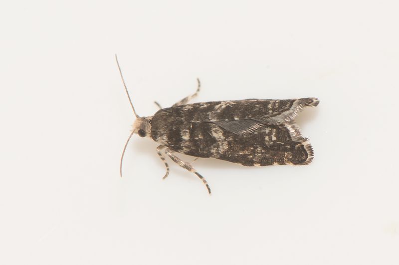 kulla Halland 11.6-22