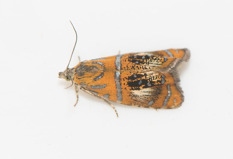 Bjllingsmla Smland 10.6-23