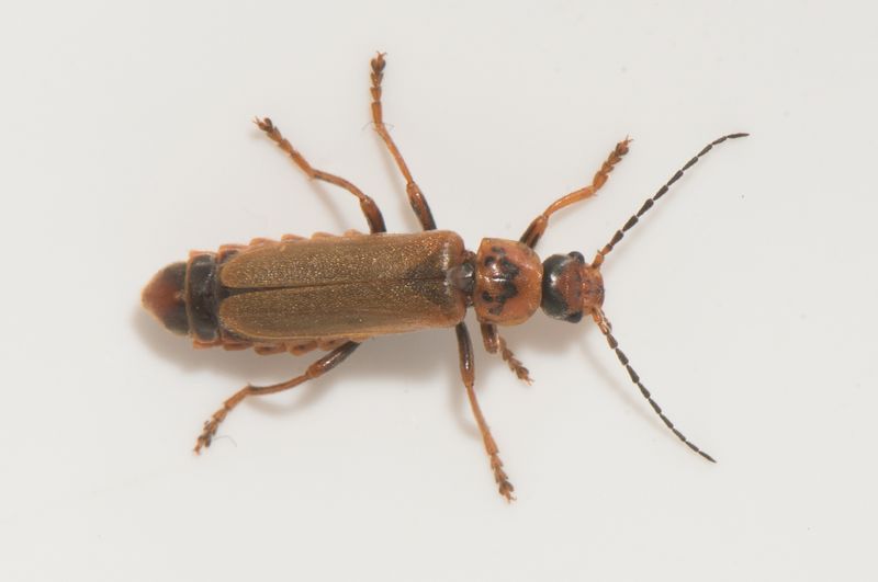 Hofterup Skne 16.5-23 10 mm