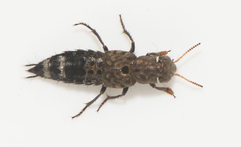 Haksjn Halland 3.5-22