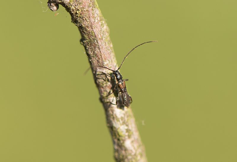 Karums alvar land 9.6-23