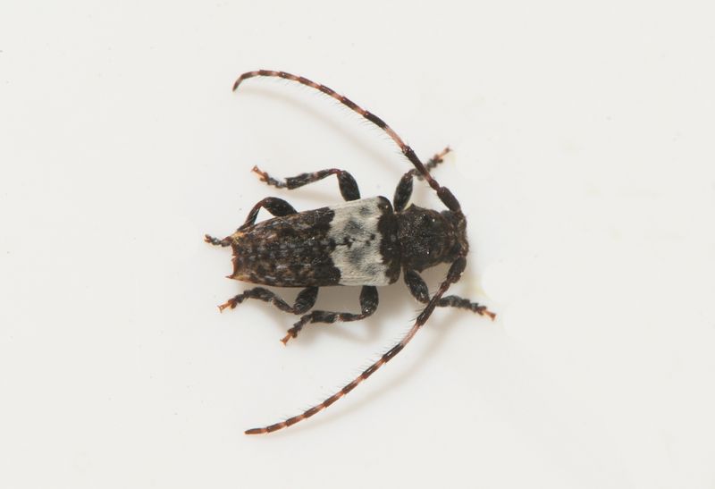 Alster Smland 10.6-23