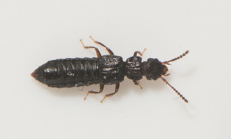 Iglasjn Halland 15.3-22