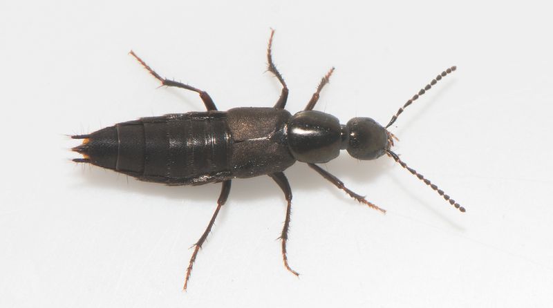 Kohagslyckan land 25.5-22  13 mm