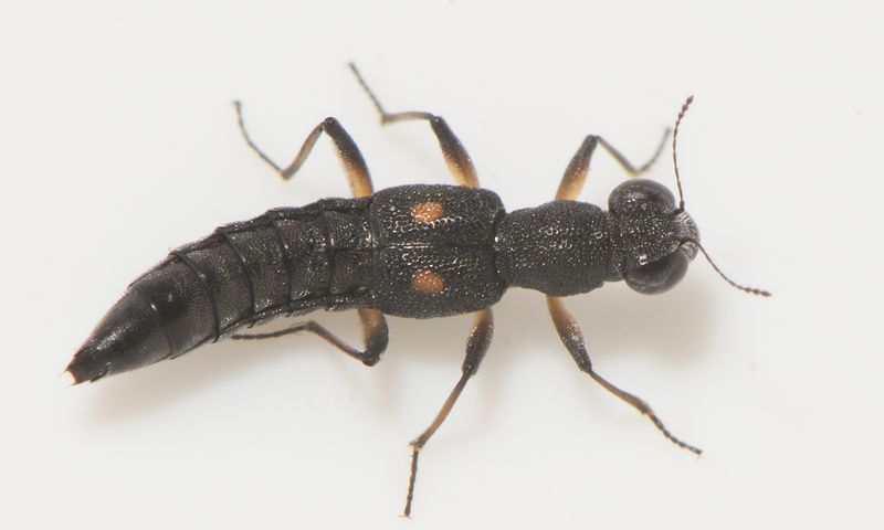 Ottersjn halland 8.2-22