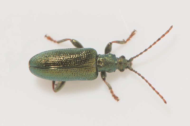 Obbhult Halland 11.6-22 7 mm