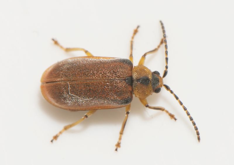 Gamlens vg Halland 28.5-23