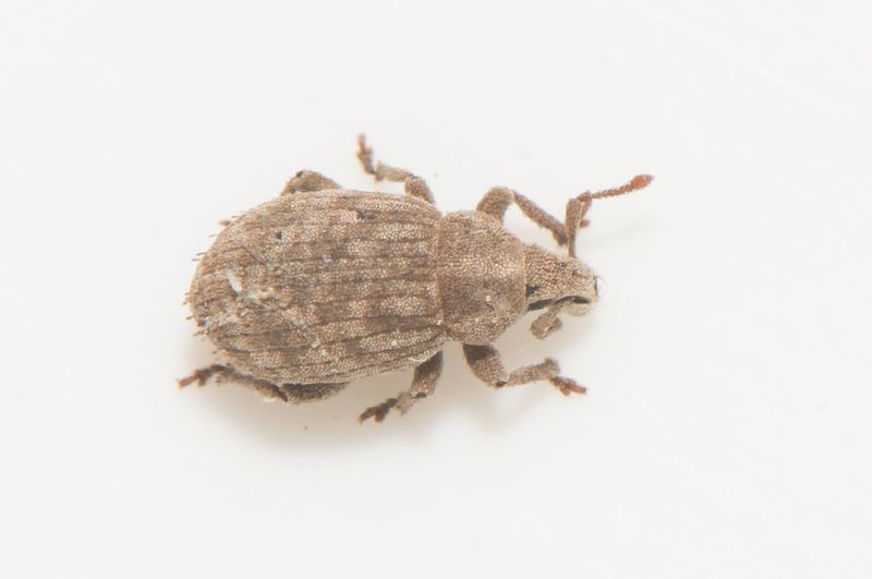 Borgholm land 7.6-23