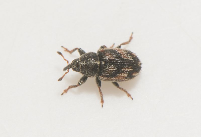 Holmgrde Halland 11.7-23