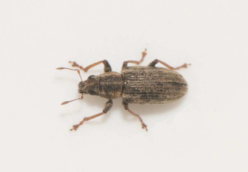 Subbe Halland 30.5-23