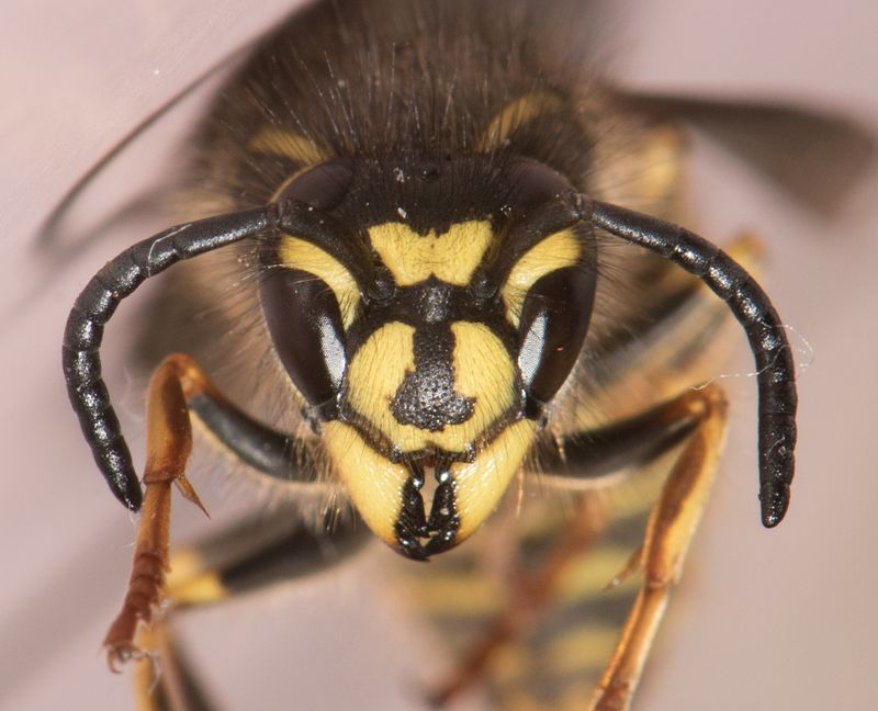 Vespula vulgaris ( Vanlig geting )