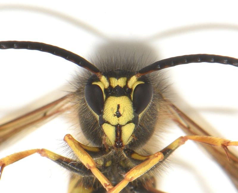 Dolichovespula saxonica ( Takgeting )