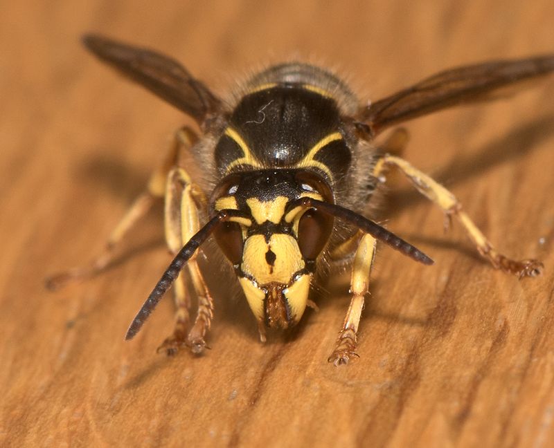 Dolichovespula media ( Buskgeting ) male