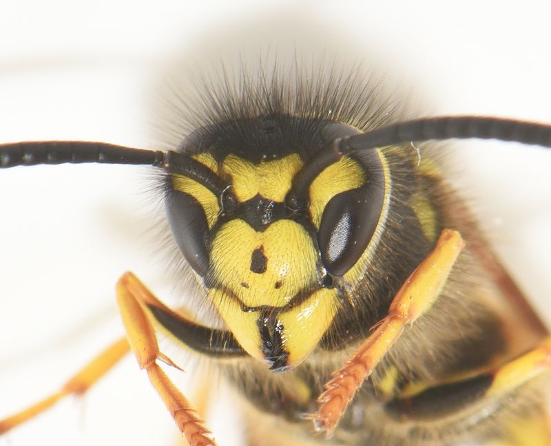 Vespula germanica ( Tyskgeting ) hona