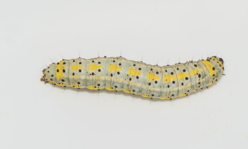 Diloba caeruleocephala ( Blhuva )