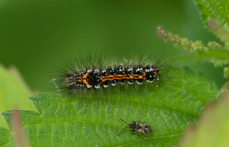 Euproctis similis ( Krsbrsrdgump )