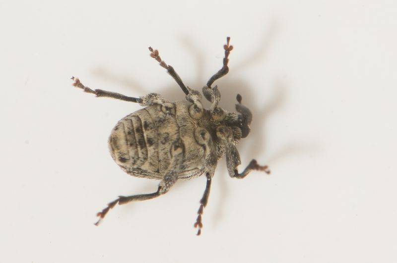 Silvkra Skne 20.7-24