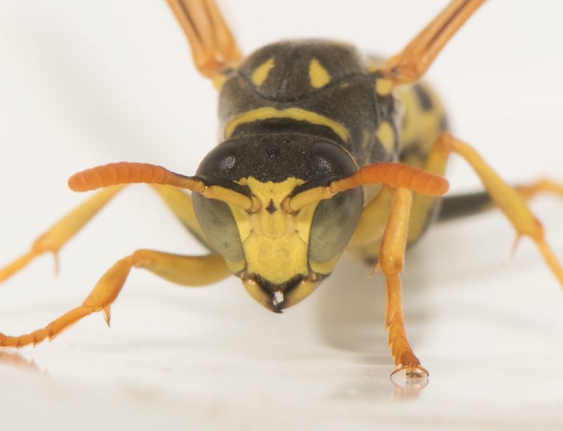 Polistes dominula ( Huspappersgeting ) male