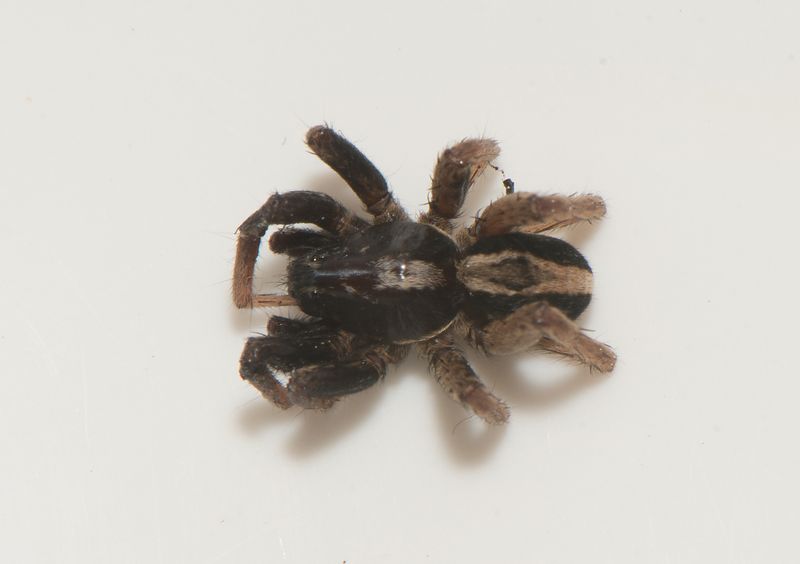 Hllmossarna Vstmanland 26.5-24 adult male