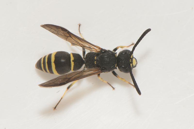 Blomngen Halland 15.6-24 male