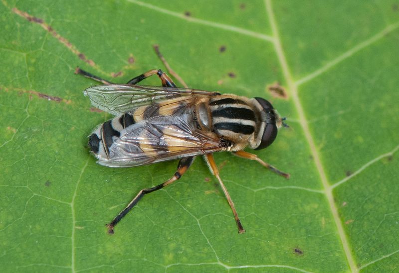 Holmagrde Halland 17.7-24 female