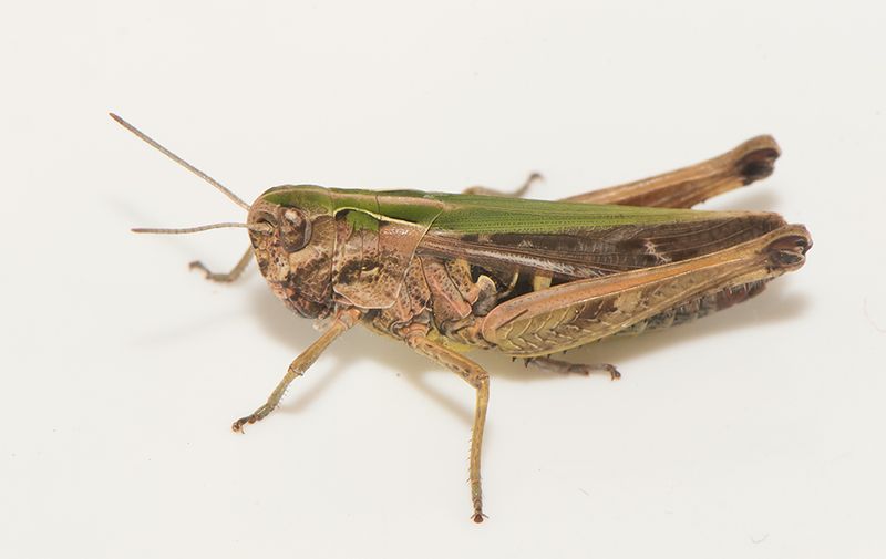 Obbhult Halland 6.8-24