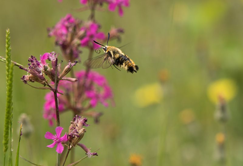 Ruda lund Smland 7.6-24