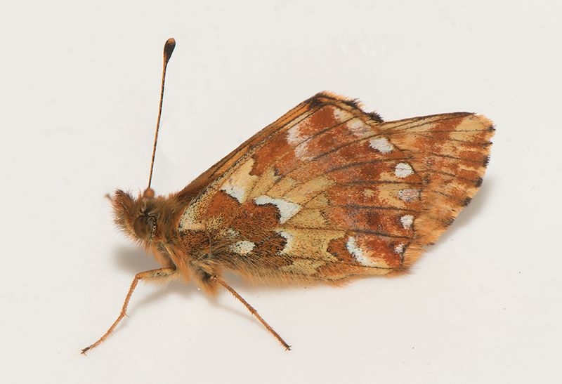 Stora krrhult Halland 16.6-24