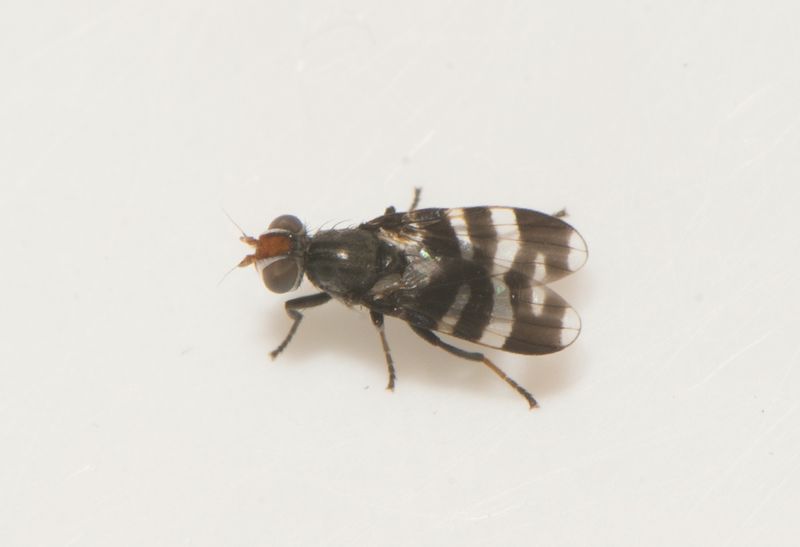 sterplana Vstergtland 29.5-24