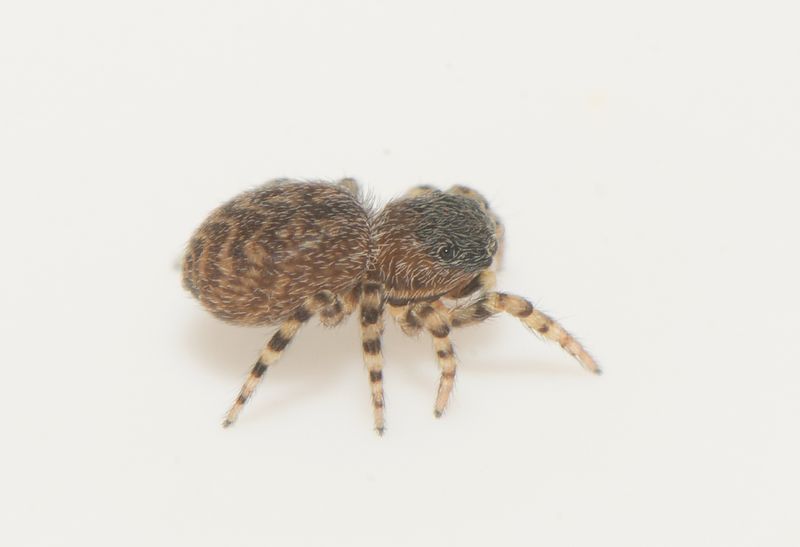 Mosse Angryd Halland 18.5-24 female