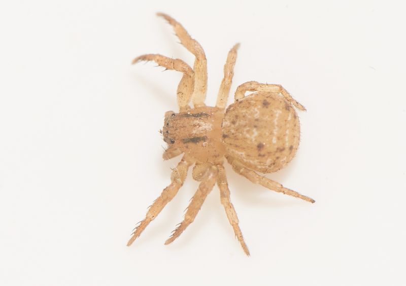 Nackhlle Halland 30.3-24 adult female