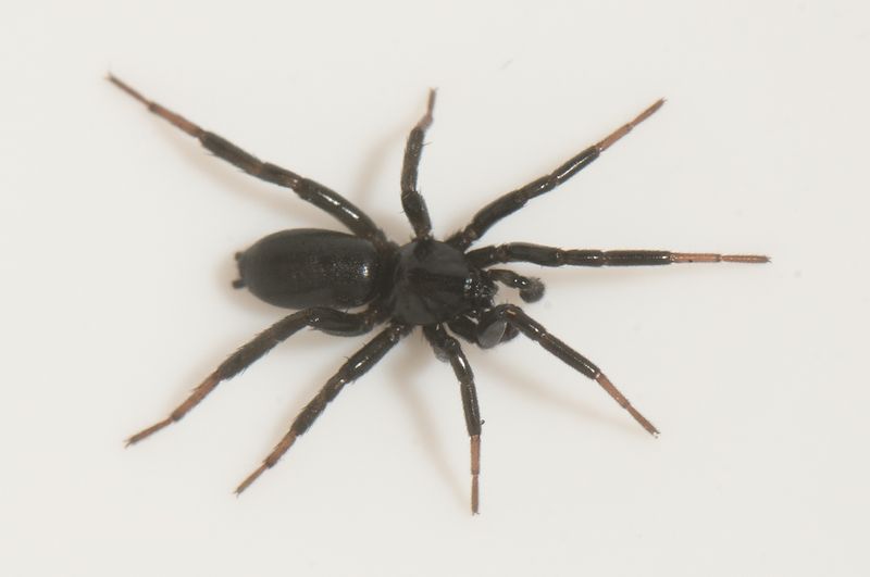 Skrs udde Halland 7.4-24 adult male