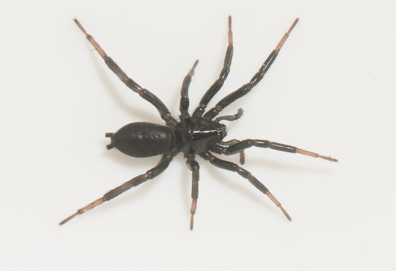Skrs udde Halland 7.4-24 adult female