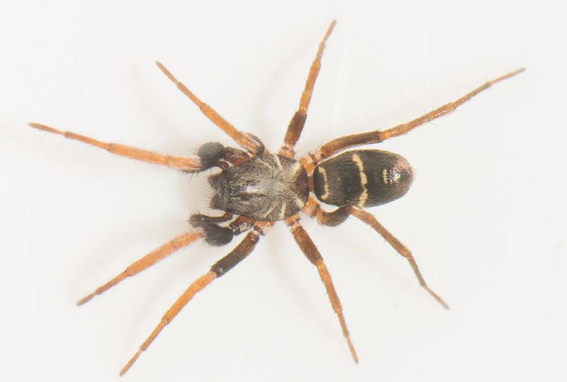 Tjrby Halland 13.4-24 adult male