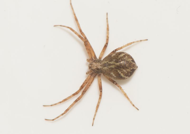 Ek och Hassel Halland 13.6-24 adult female