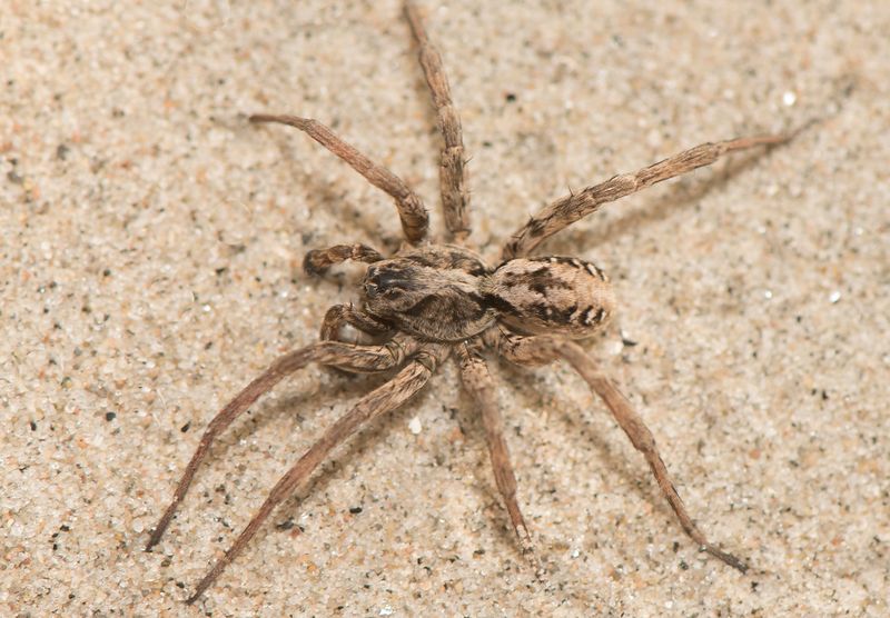 Trollaviken Halland 20.8-24 adult male