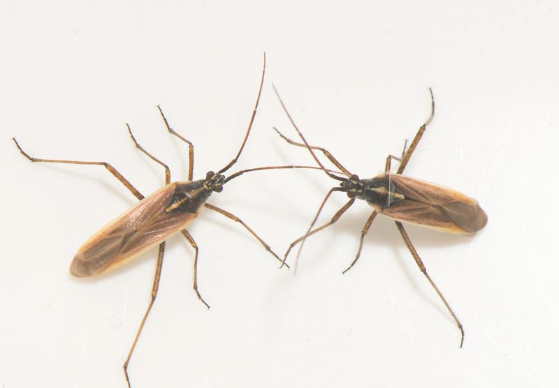 Ekbacken Trslv Halland 17.6-24