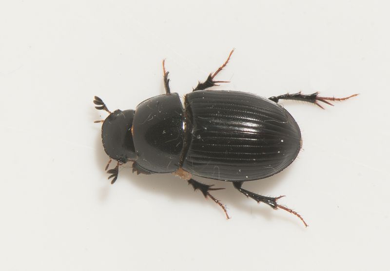 Norra signalen Vstmanland 27.5-24