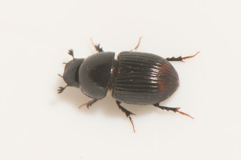 Sik Halland 27.8-24  5 mm