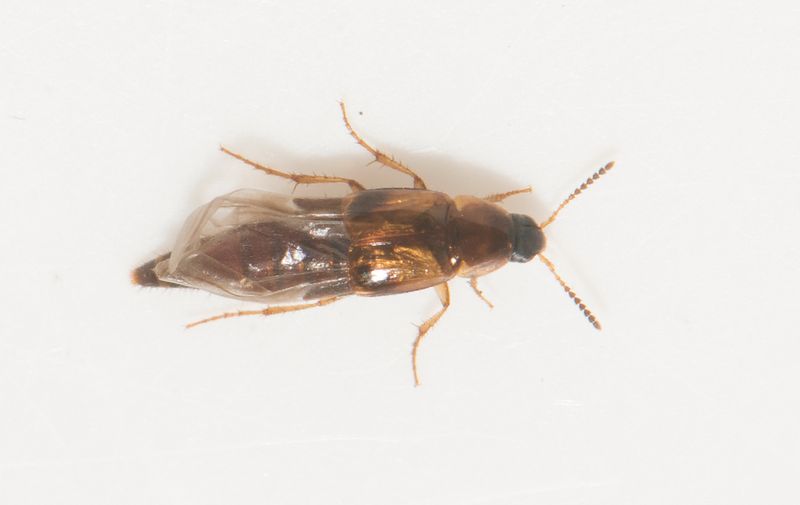 Hamraskogen Halland 22.8-23