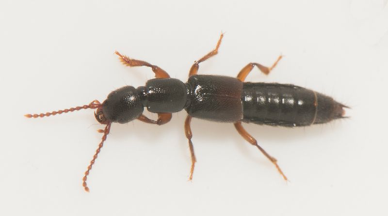 Ottersjn Halland 30.3-24  8,5 mm