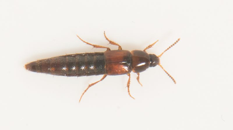 Tjrby Halland 13.4-24  5,0 mm