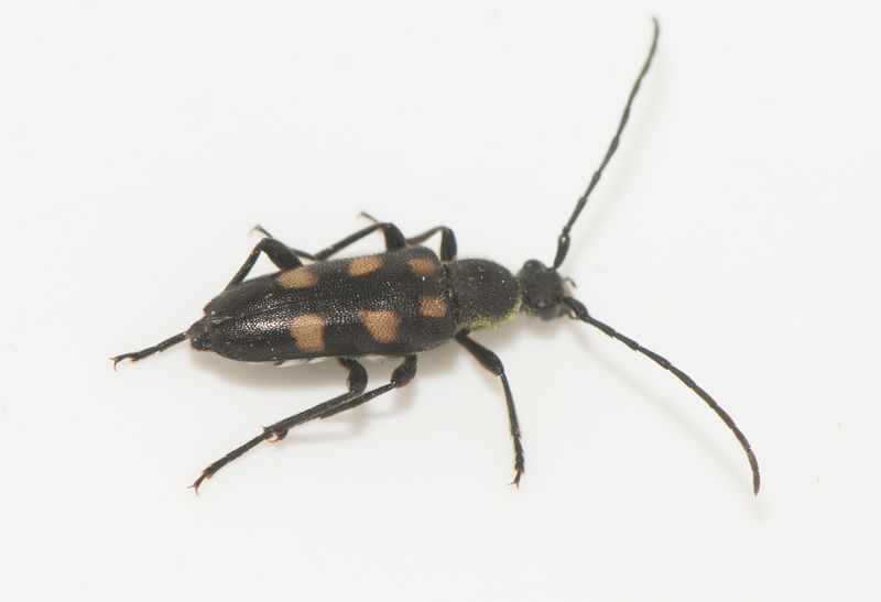 Ruda lund Smland 6.6-24