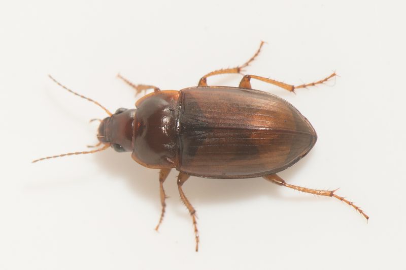 Skanrs ljung Skne 31.8-24  7,8-mm