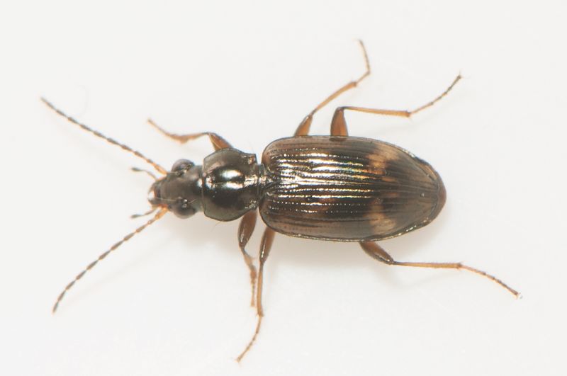 Hovgrden Halland 28.4-24  5,3 mm