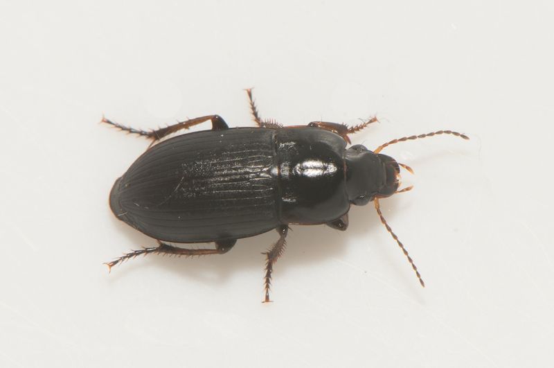 Horna Skne 8.6-24  7,2 mm