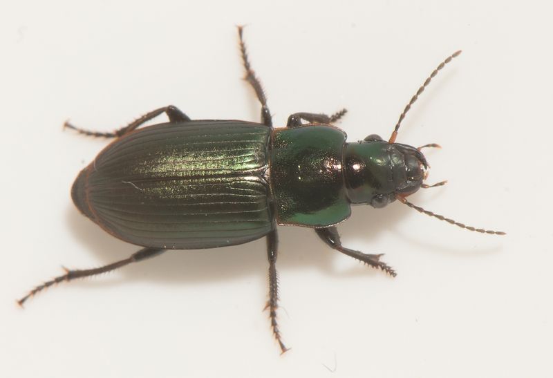 Salviken Skne 14.5-24