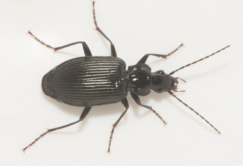 Ottersjn Halland 30.3-24